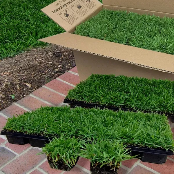 harmony-zoysia-sod-plugs Harmony Zoysia Sod Plugs