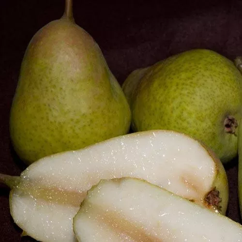 harrow-delight-pear-tree Harrow Delight Pear Tree