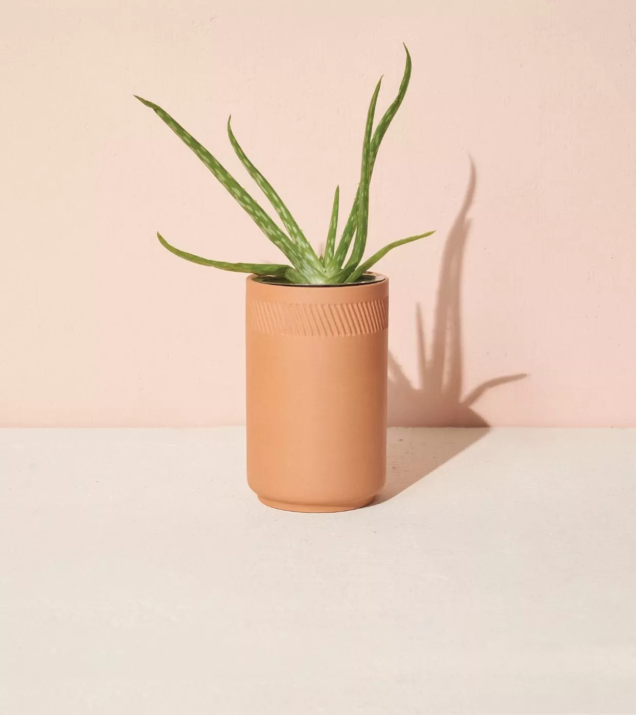 healing-aloe-terracotta-grow-kit-by-modern-sprout Healing Aloe Terracotta Grow Kit By Modern Sprout