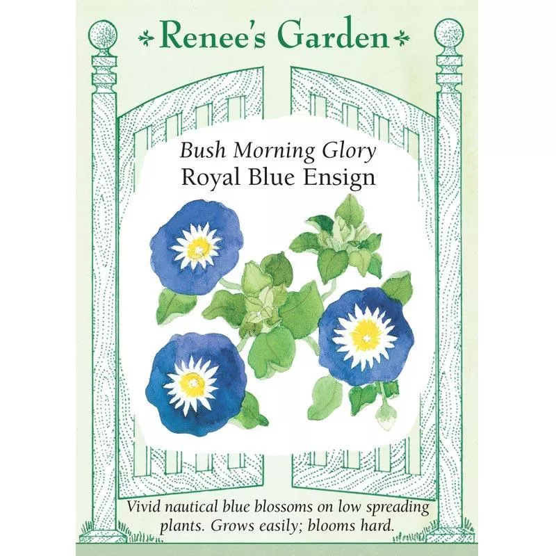 heirloom-blue-ensign-bush-morning-glory-seeds ‘Heirloom Blue Ensign’ Bush Morning Glory Seeds