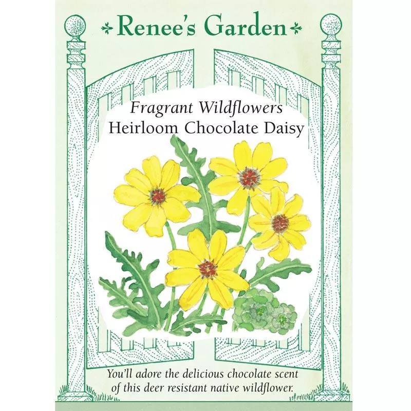 heirloom-chocolate-daisy-fragrant-wildflower-seeds ‘Heirloom Chocolate Daisy’ Fragrant Wildflower Seeds