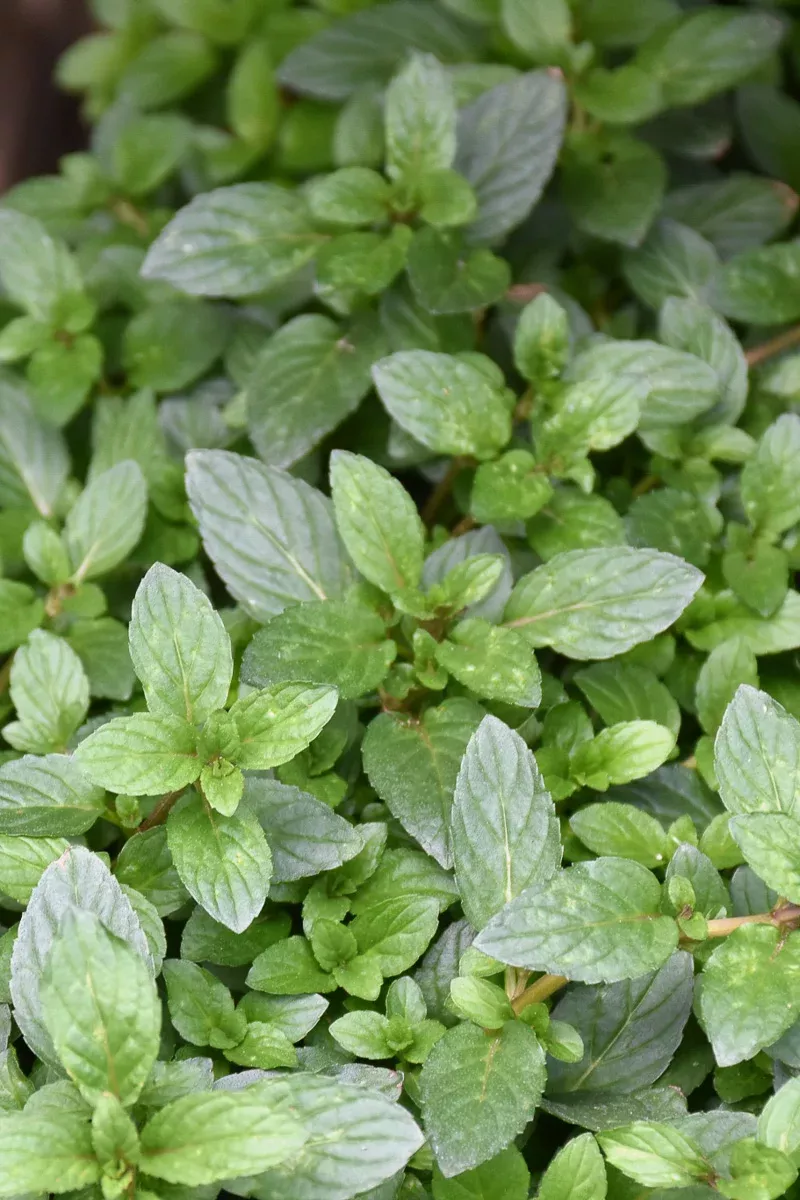 Herb, Mint Peppermint