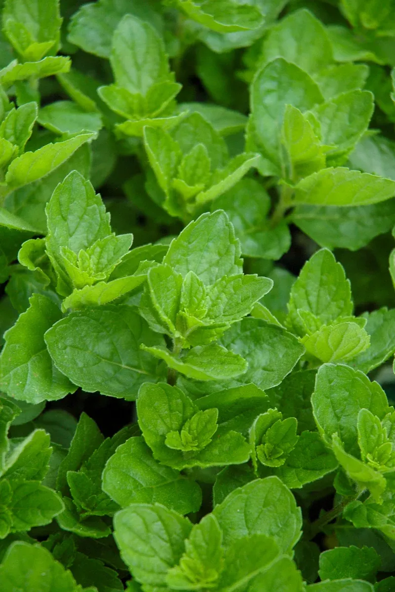 Herb, Mint Spearmint