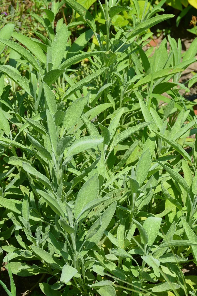Herb Sage