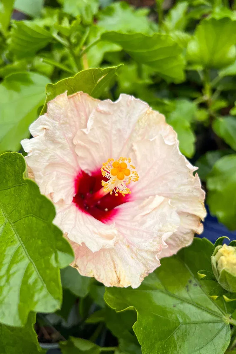 Hibiscus, Opal