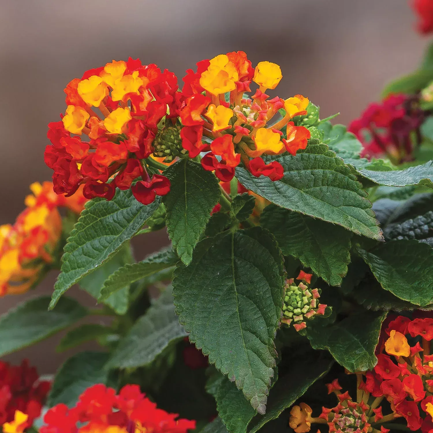 Hot Blooded Red Lantana Plants