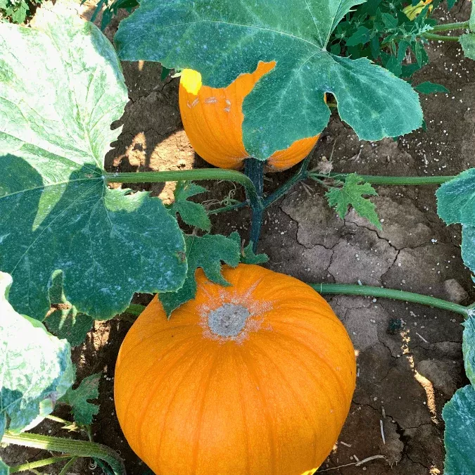 howden-pumpkin Howden Pumpkin