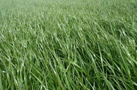 irwin-hunter-safeguard-rye-argt-resistant-hybrid-annual-per-kg IRWIN HUNTER SAFEGUARD RYE ARGT RESISTANT HYBRID ANNUAL PER KG