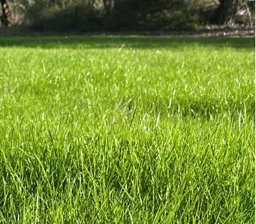 irwin-hunter-self-regenerating-mix-argt-resistant-ryegrass-base-coated-per-kg IRWIN HUNTER SELF REGENERATING MIX (ARGT RESISTANT RYEGRASS BASE - COATED) PER KG