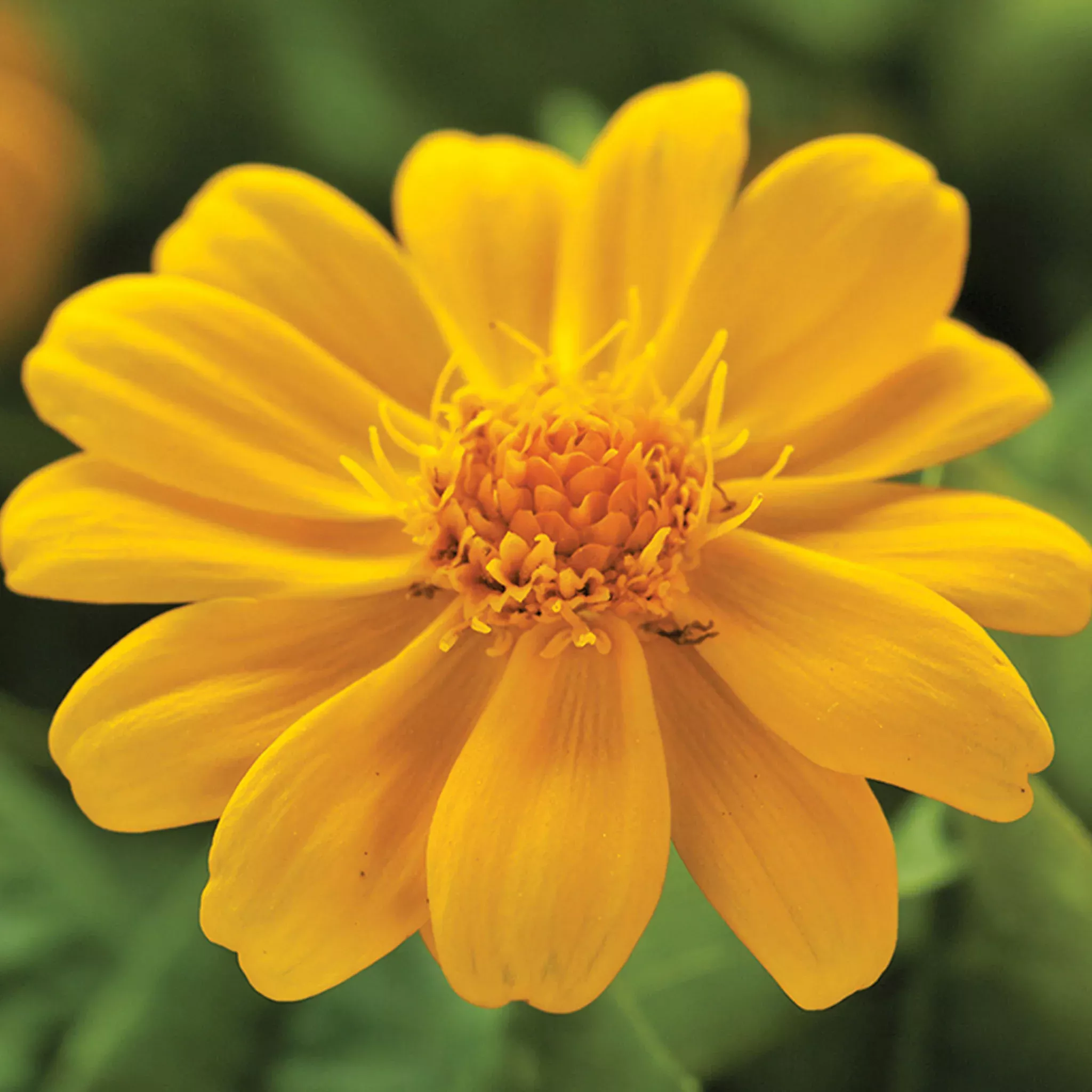 jackpot-gold-melampodium-seeds Jackpot Gold Melampodium Seeds