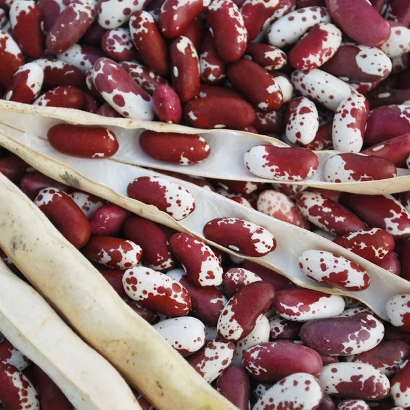 jacob-s-cattle-trout-bush-dry-bean-seeds-organic Jacob's Cattle (Trout) Bush Dry Bean Seeds (Organic)