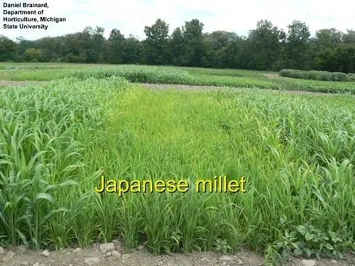 japanese-millet-seed Japanese Millet Seed