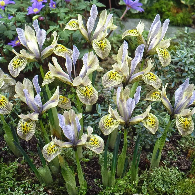 katharine-hodgkin-dwarf-iris-bulbs-pack-10 Katharine Hodgkin Dwarf Iris Bulbs (Pack of 10)