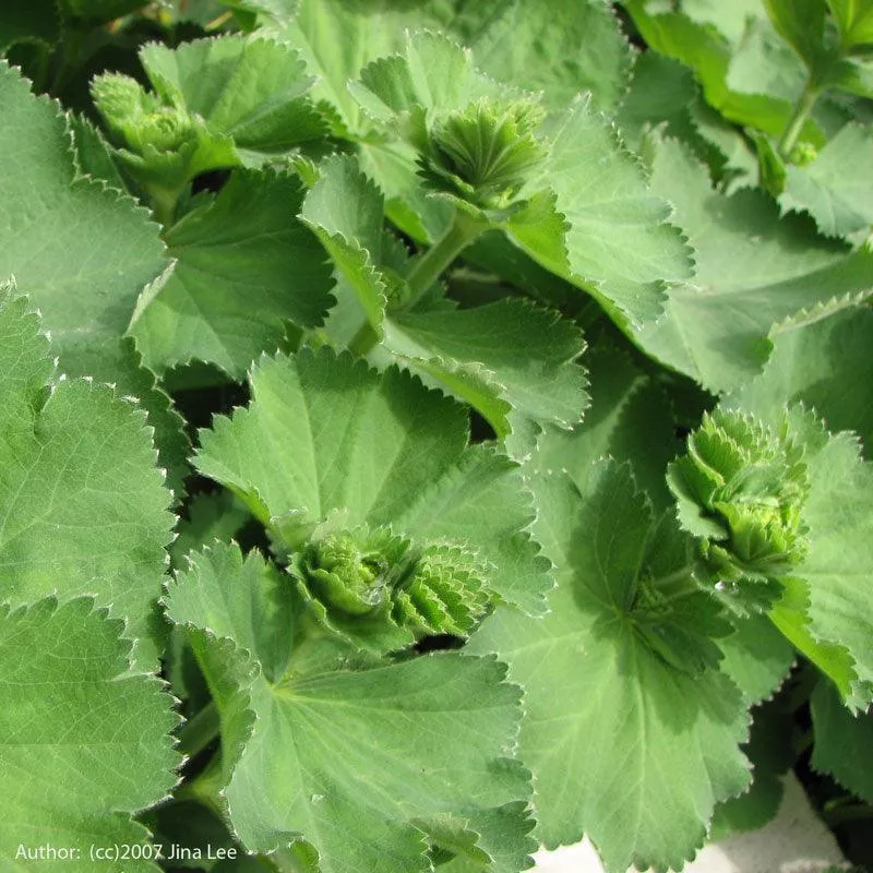 lady-s-mantle-seeds-organic Lady's Mantle Seeds (Organic)