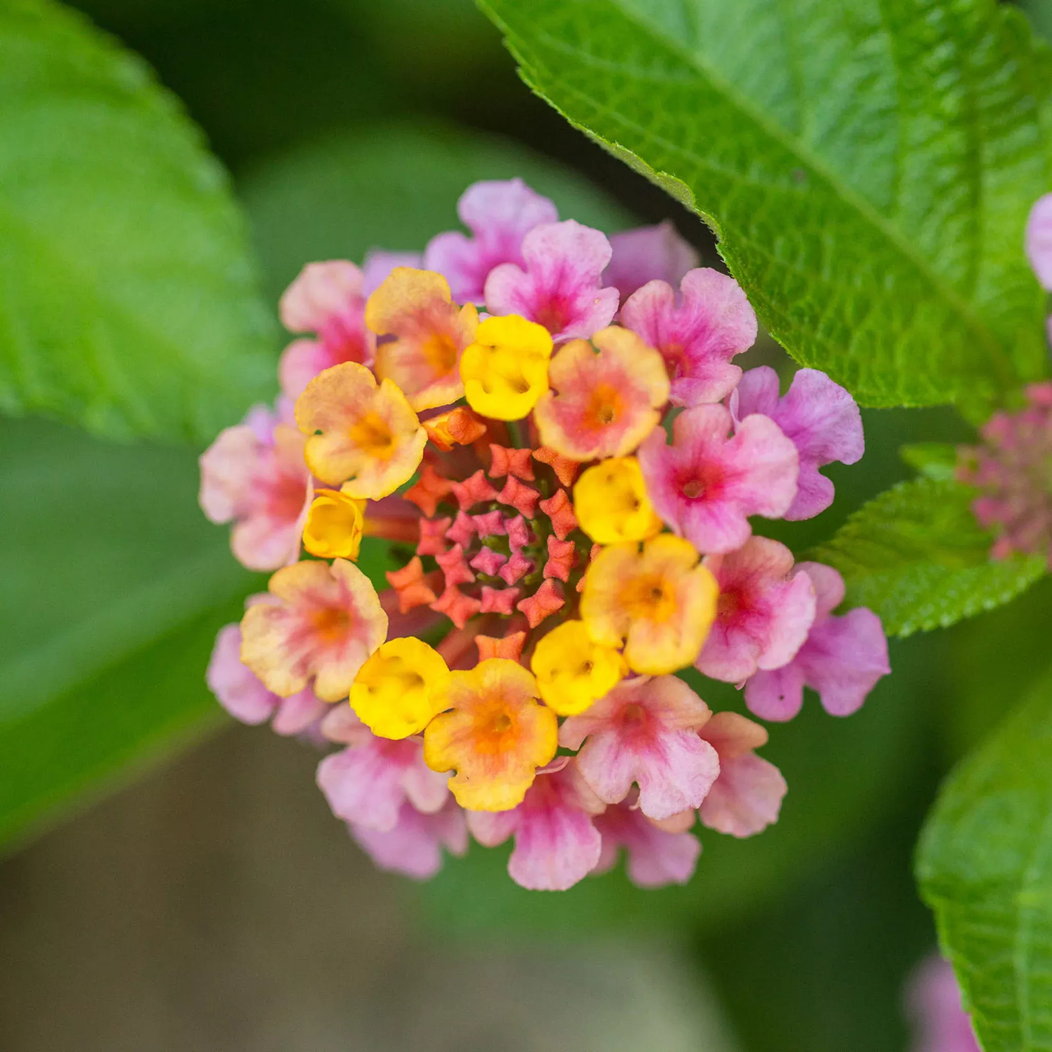 Landmark Rose Sunrise Lantana Plants