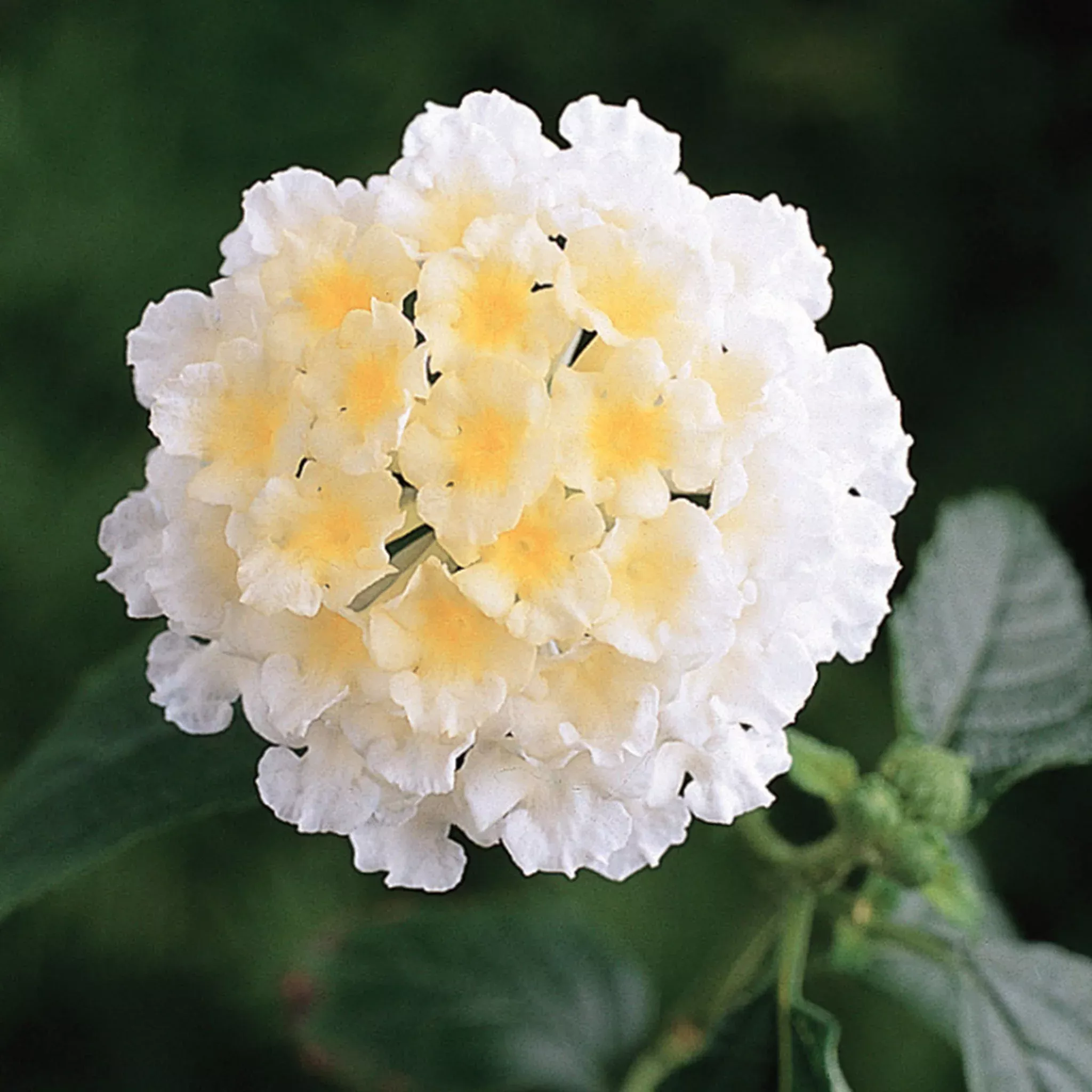 landmark-white-lantana-plants Landmark White Lantana Plants
