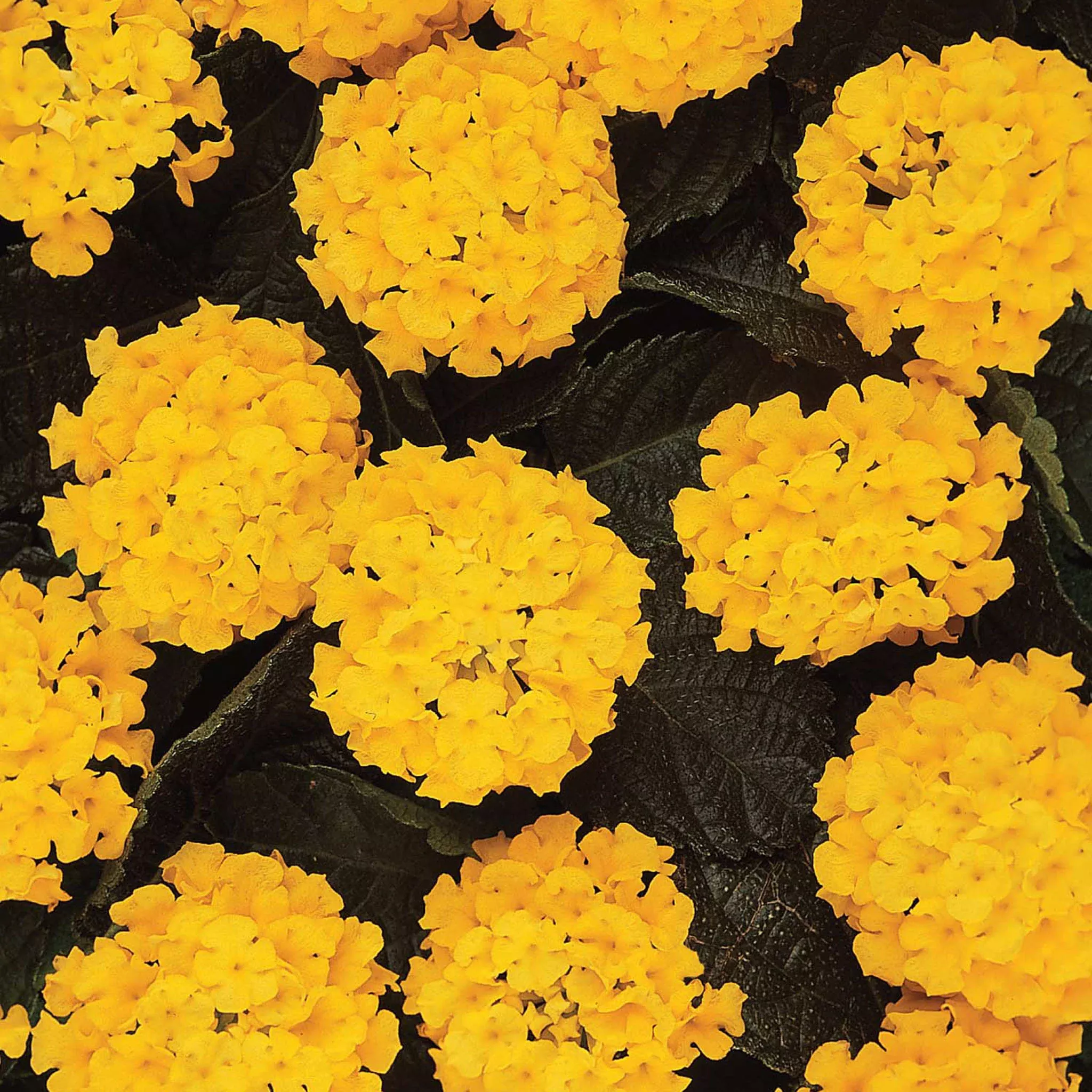 Landmark Yellow Lantana Plants
