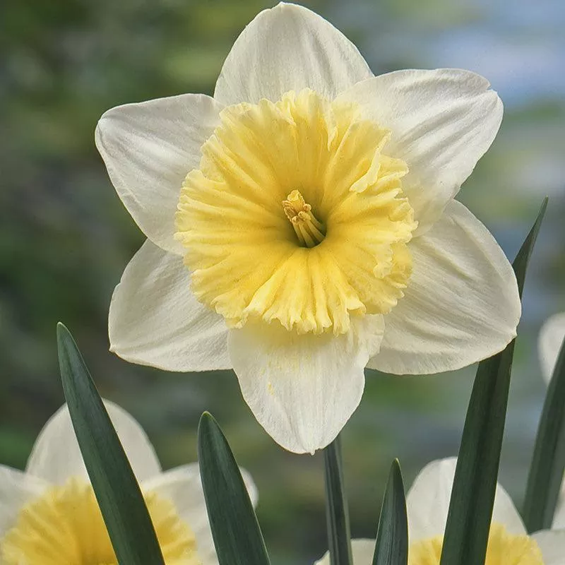 large-cupped-narcissus-ice-follies-7pk Large Cupped Narcissus Ice Follies (7pk)