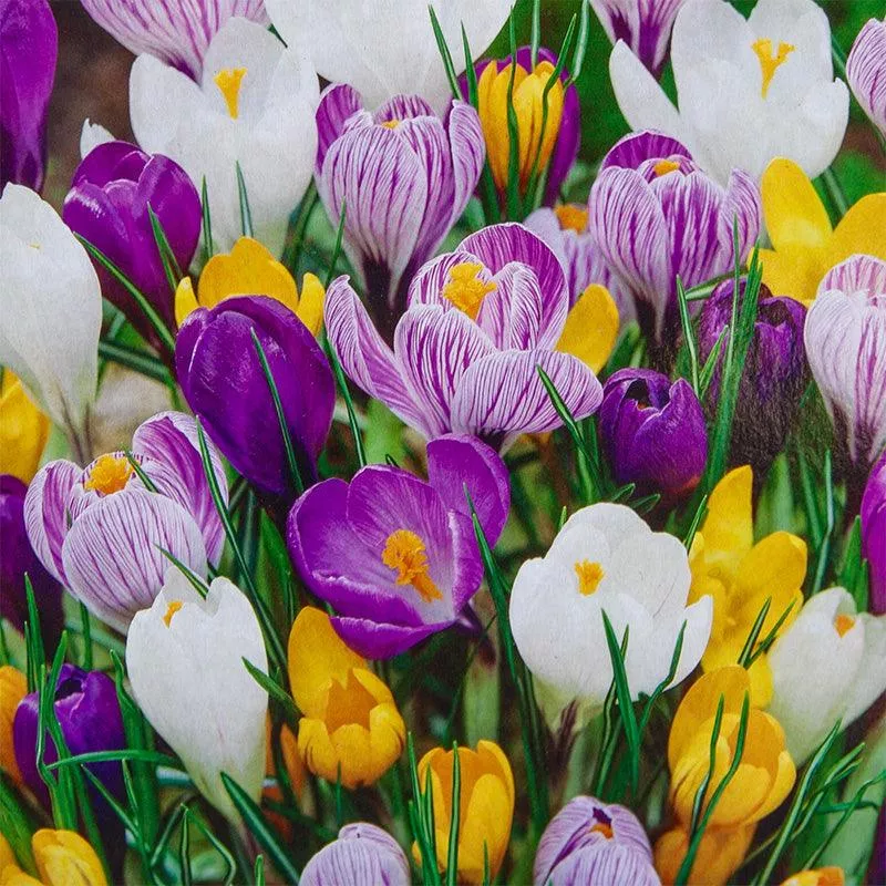 Large Flowering Crocus Bulb Mix (Pack of 30)