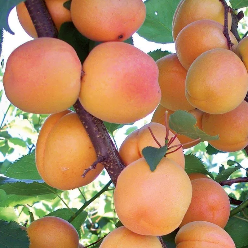 leah-cot-aprium-tree Leah Cot Aprium Tree