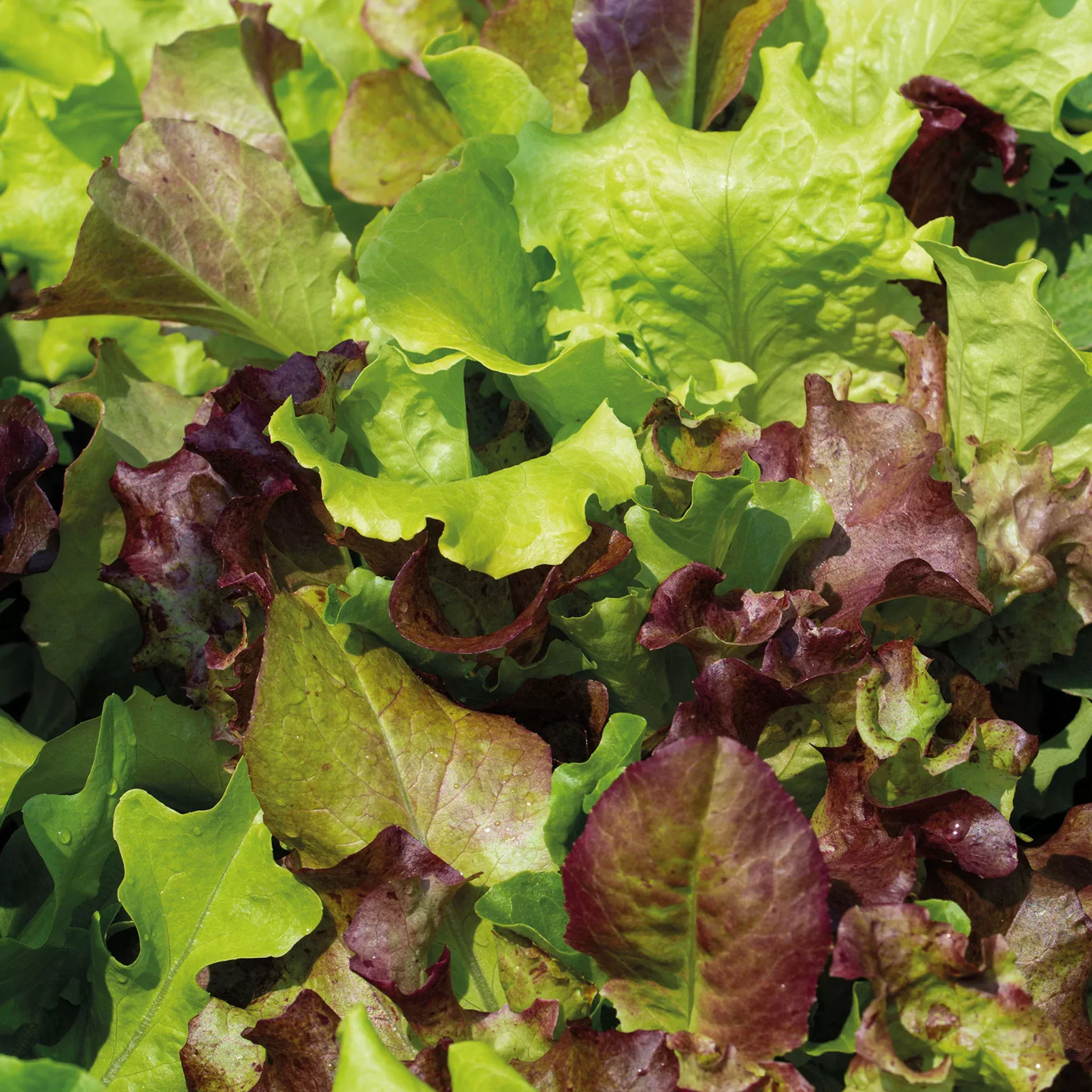 lettuce-jung-s-sweet-repeat-mix Lettuce, Jung's Sweet Repeat Mix