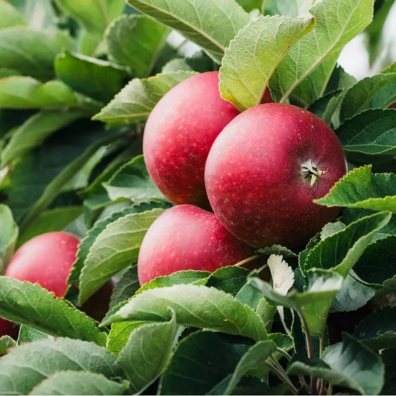 Liberty Apple Tree