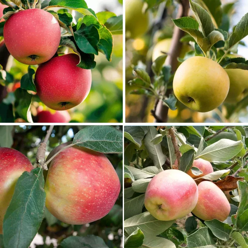 Low Chill Apple, 4 on 1 Multi Grafted Fruit Tree