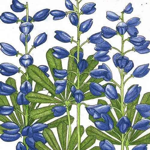 lupine-perennial-lb Lupine, Perennial (lb)