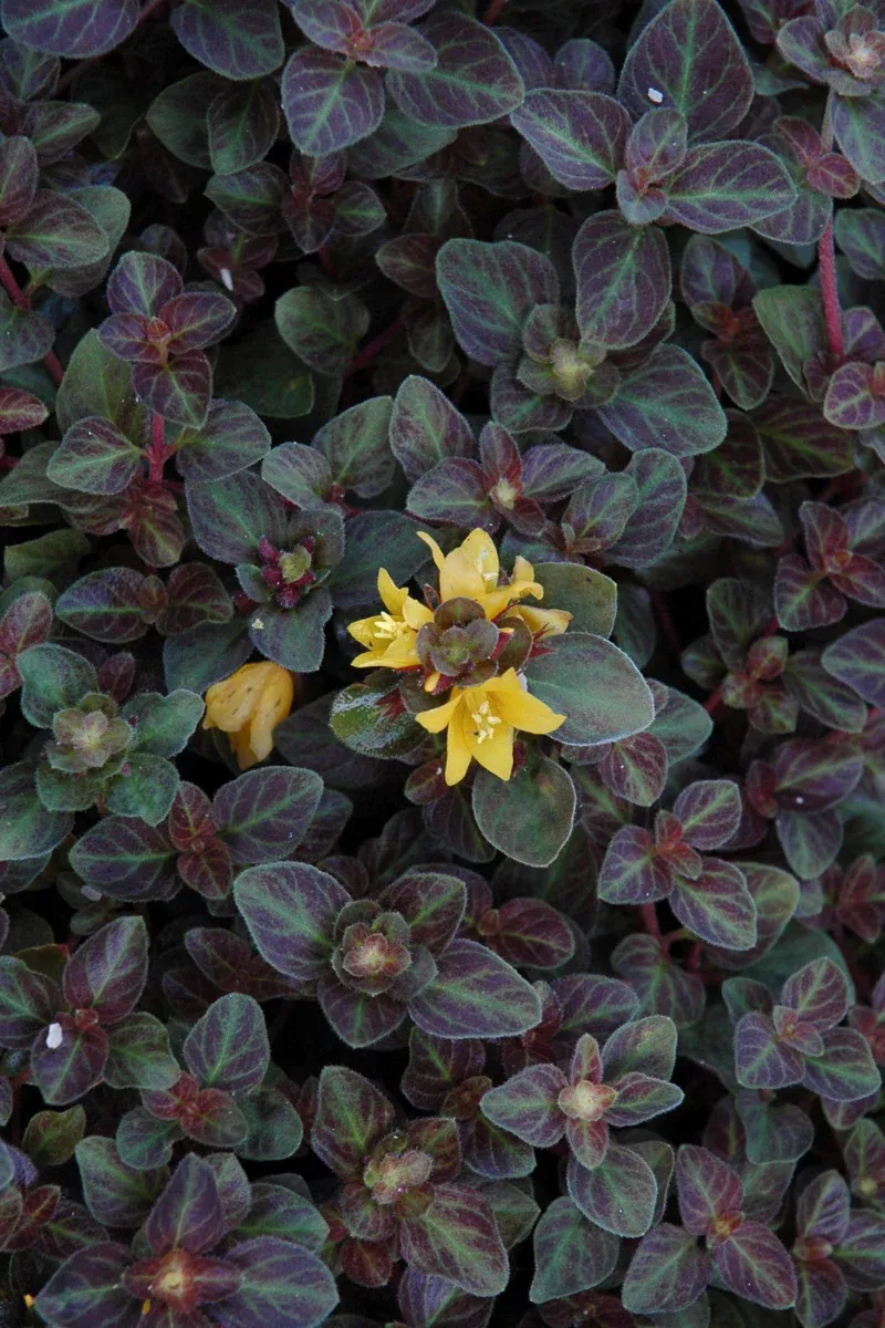 Lysimachia, Creeping Jenny Midnight