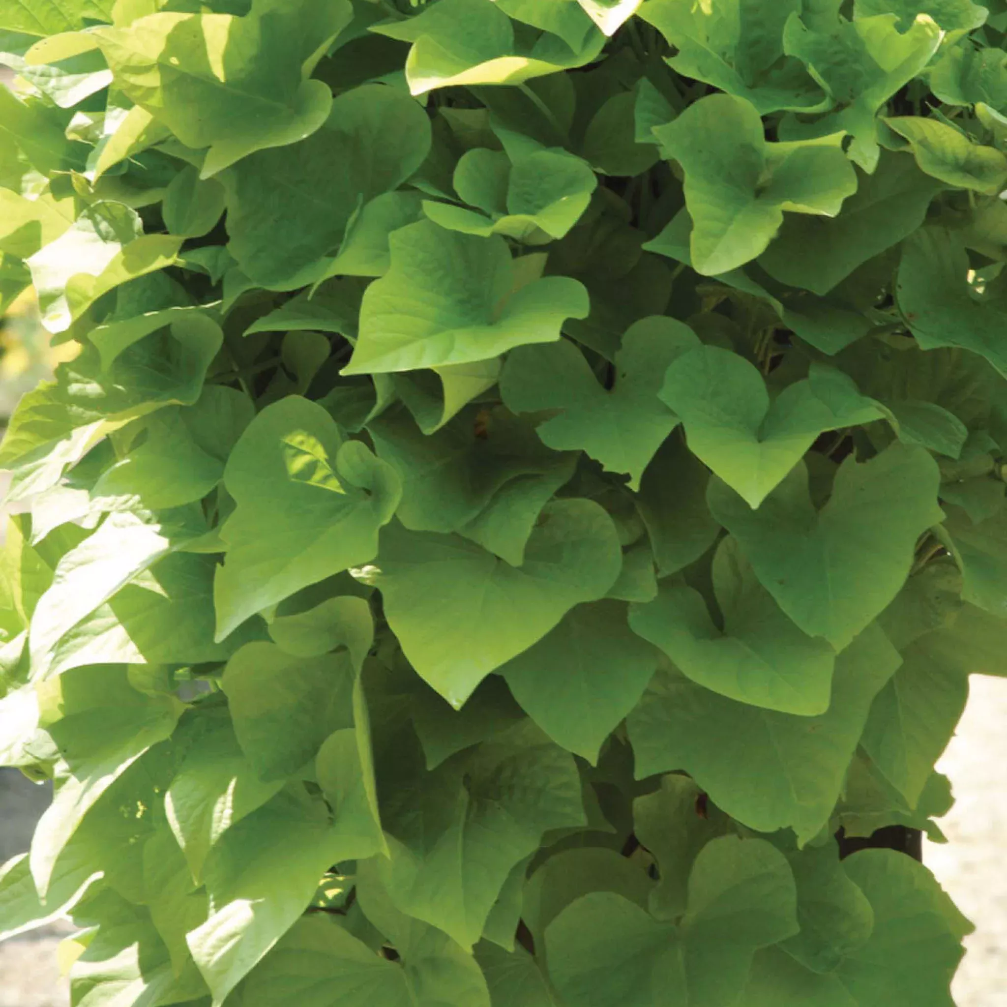 margeurite-ipomoea-plants Margeurite Ipomoea Plants