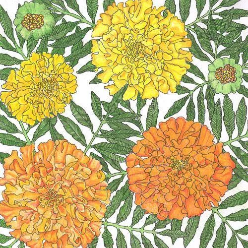 marigold-african-lb Marigold, African (lb)