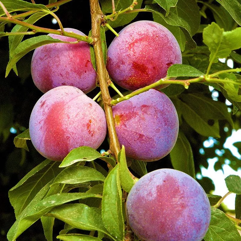 methley-plum-tree Methley Plum Tree