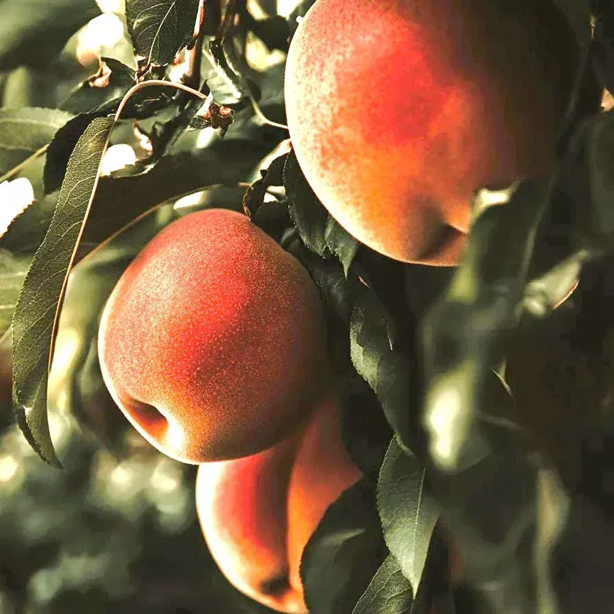 mid-pride-peach-tree Mid-Pride Peach Tree