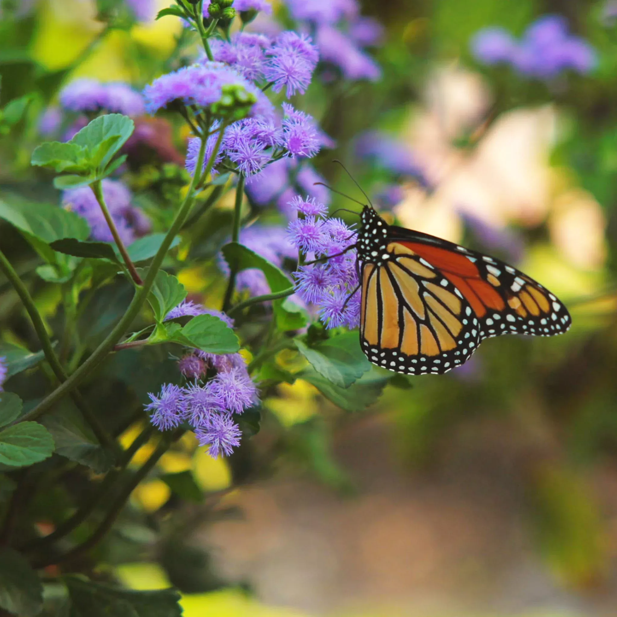 monarch-magic-ageratum-plants Monarch Magic Ageratum Plants
