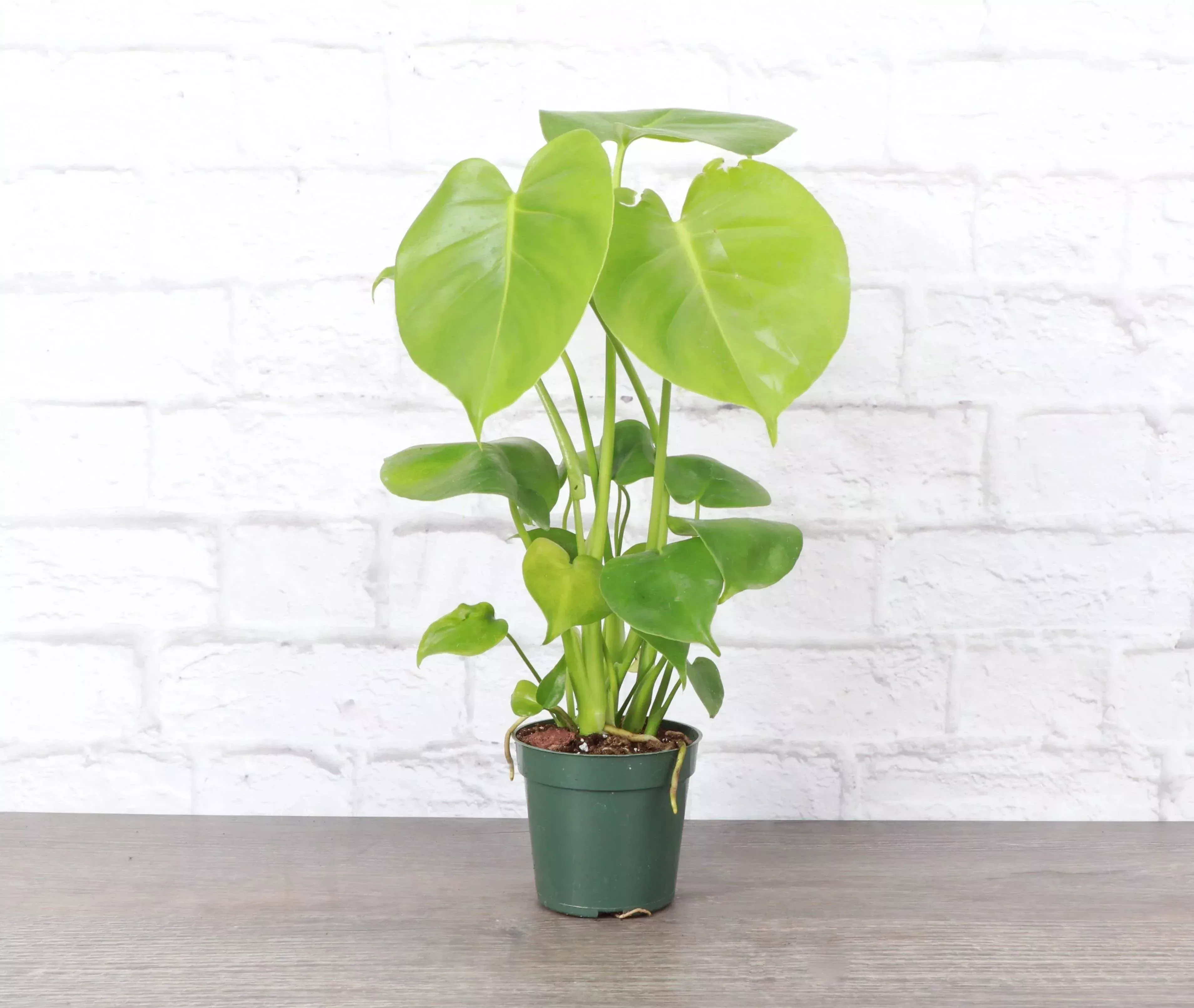 monstera-deliciosa-live-plant Monstera Deliciosa - Live Plant: