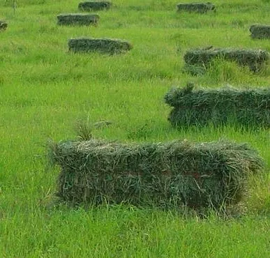 moxie-teff-grass-seed Moxie Teff Grass Seed