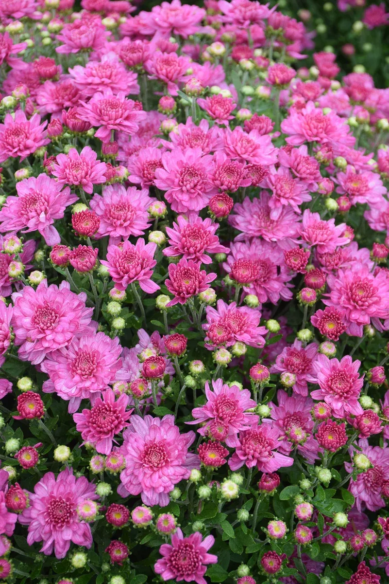 mum-fall-dark-pink Mum Fall Dark Pink