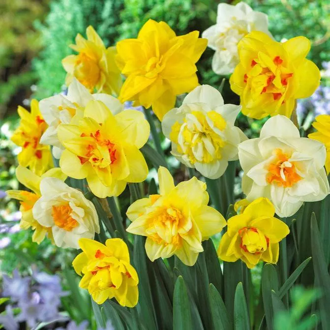narcissus-double-blend-pack-15 Narcissus Double Blend (Pack of 15)