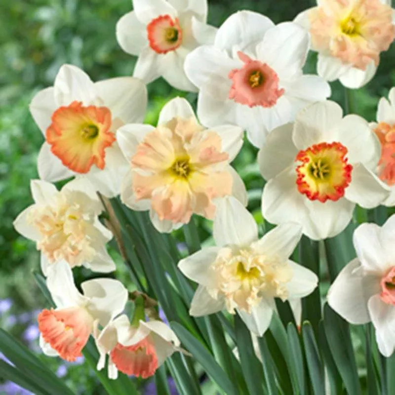 narcissus-pink-blend-14pk Narcissus Pink Blend (14pk)