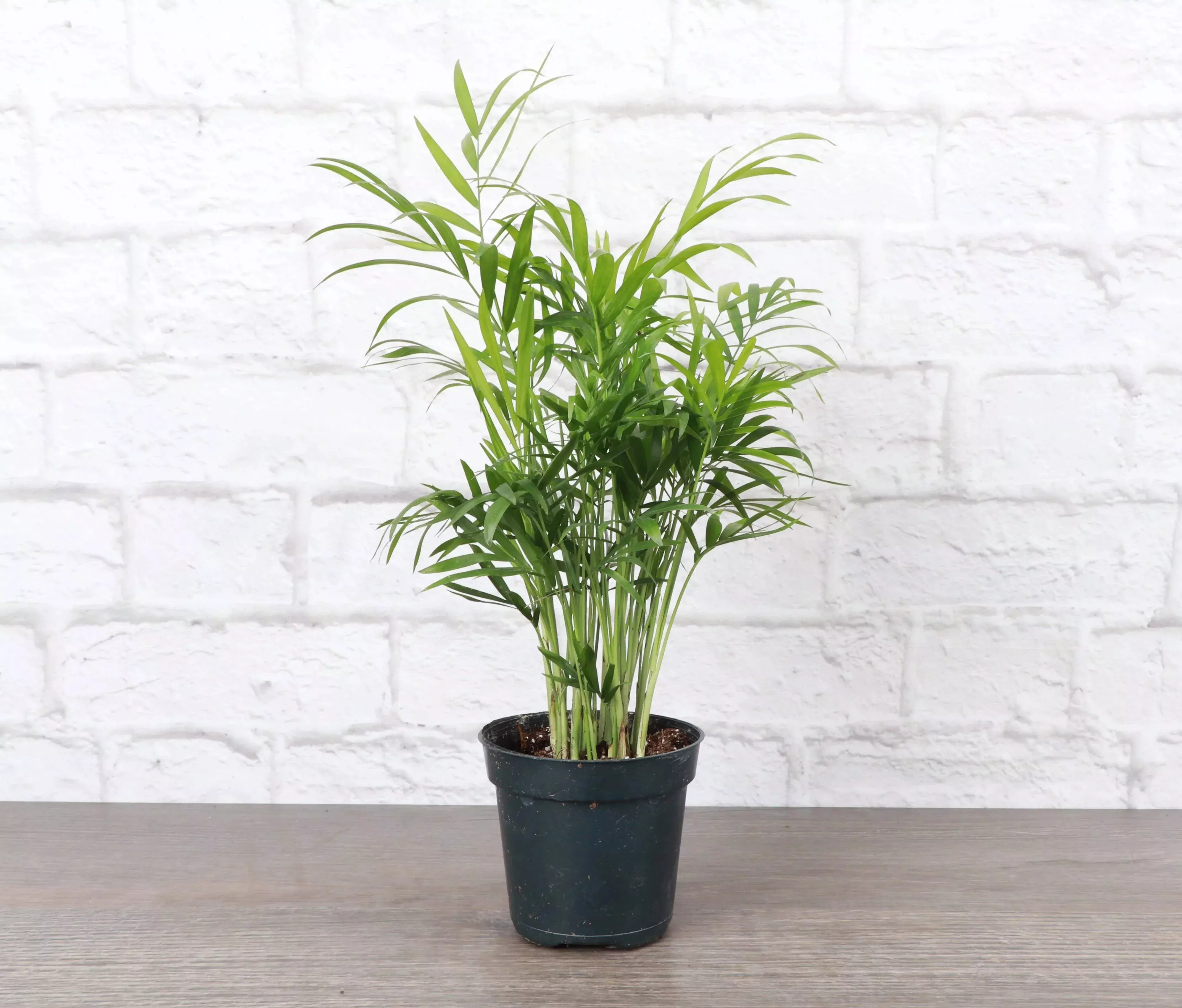 neanthe-bella-palm-parlor-palm Neanthe Bella Palm, Parlor Palm