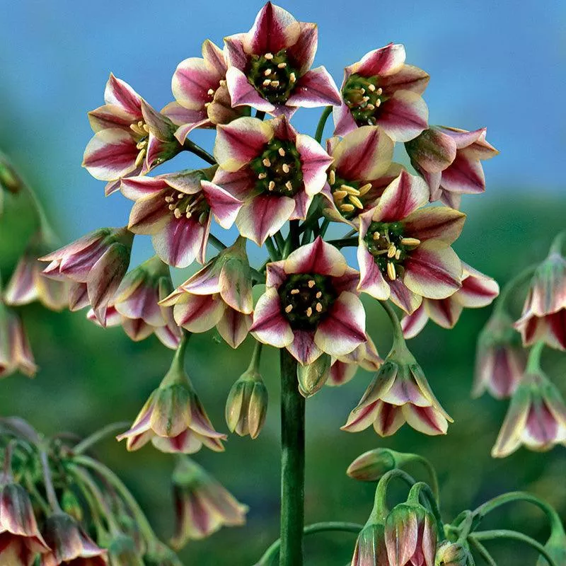 nectaroscordum-allium-siculum-pack-12 Nectaroscordum (Allium siculum) (Pack of 12)