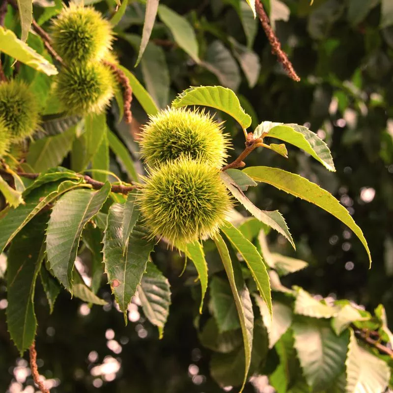 nevada-chestnut-tree Nevada Chestnut Tree
