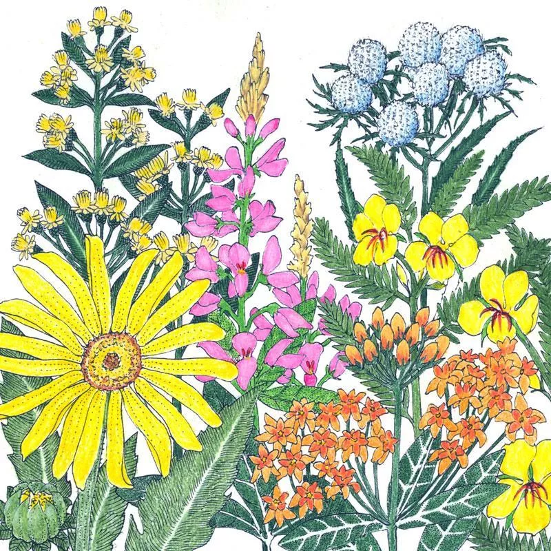 north-american-clay-soil-loving-native-wildflower-mix-lb North American Clay Soil-Loving Native Wildflower Mix (lb)