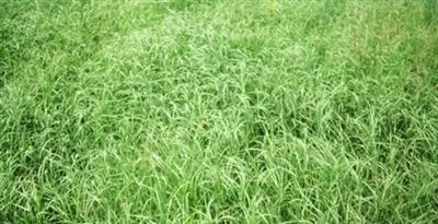 not-available-2026-wrangler-bermuda-grass-seed-cold-tolerant-pasture-grass (Not Available 2026) Wrangler Bermuda Grass Seed | Cold Tolerant Pasture Grass