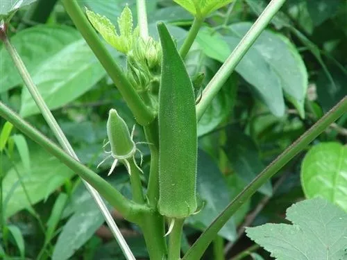 okra-seed-clemson-spineless Okra Seed Clemson Spineless