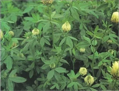 on-backorder-big-bee-berseem-clover-seed-1-lb (On Backorder) Big Bee Berseem Clover Seed - 1 Lb.