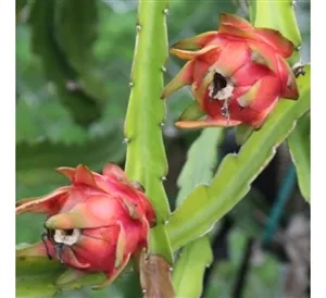 on-backorder-dragon-fruit-plant-1-gallon (On Backorder) Dragon Fruit Plant - 1 Gallon