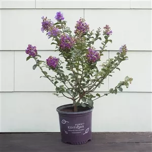 on-backorder-first-edition-crape-myrtle-purple-magic-plant-1-gallon (On Backorder) First Edition Crape Myrtle Purple Magic Plant - 1 Gallon