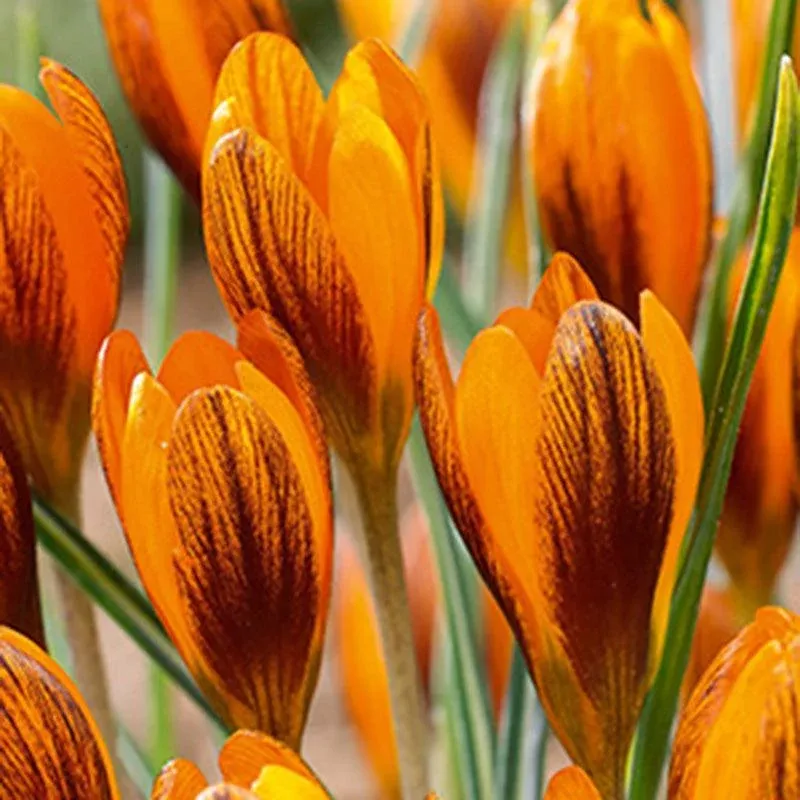 orange-monarch-crocus-bulbs-pack-10 Orange Monarch Crocus Bulbs (Pack of 10)