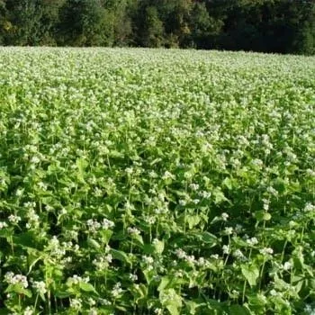organic-buckwheat-seeds Organic Buckwheat Seeds